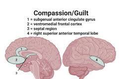 prefrontal cortex empathy